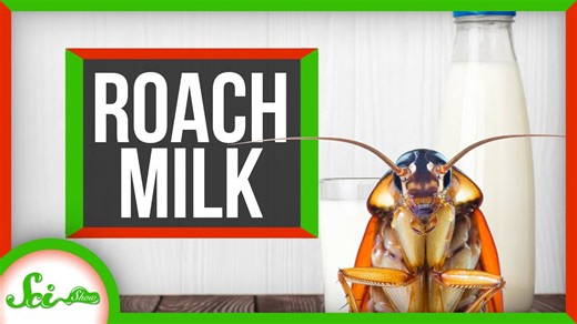 How to Milk a Cockroach