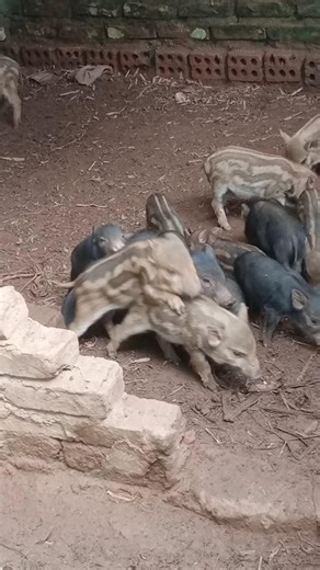 Cute piglets playing piglet " game"