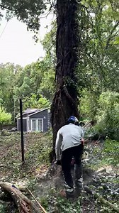 48K views · 351 reactions | Nasty hackberries tree down #fyp #arborist #chainsawman #viral #treelife #trending #climber #saw #stihl #500i #treework #chains-003-000 | Daily Cut | Facebook