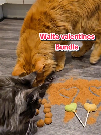 The perfect valentines bundle for your cats😻 #catcontent #mainecooncats #catlover #cattok @Waita Pets