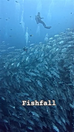 A slow underwater ballet — no rush, only rhythm and life. #underwater #oceanvibes #fish #sealife