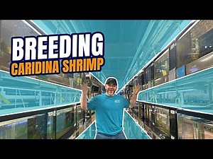 [5 Tips] Breeding and Keeping Caridina Shrimp