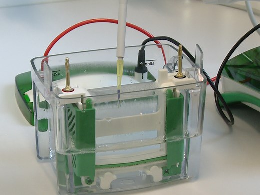 Isolating Lipid Droplets for Pathogen Study | JoVE Journal