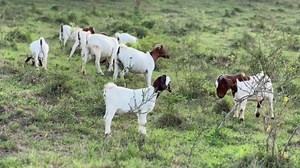AMIGO Farm LTD: Uganda's Premier Goat Breeding Specialists