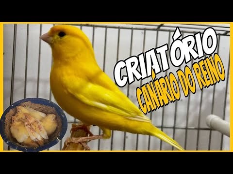 CRIATÓRIO DE CANARIO DO REINO BELGA MANEJO E REPRODUÇÃO
