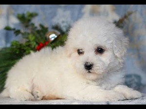 Bichon Frise Puppies for Sale