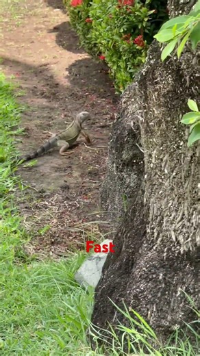 Fast Iguana when you get close