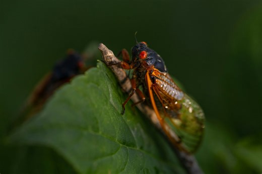 Why cicadas are so loud: the science powering their explosive calls