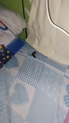 Effective Solutions for Cockroach Control