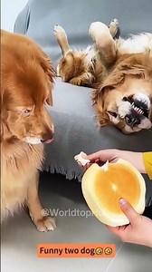 “5 Very Funny & Entertaining Dog Encounters You’ll Love! 😂🐶#funny #funnyvideos #lol #worldtophub