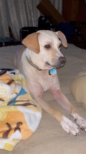 She’s that one thing! 🐶 #livingonafarm #farmanimalct #dog #dogs #adoptstrays #petslove #furbaby