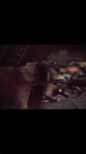 #cujomovie #edit | Cujo Movie