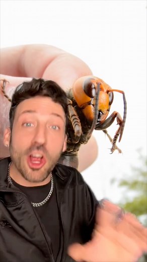 17K views · 327 reactions | Anti fun facts  | Odd Danny | Facebook