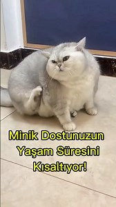 This condition shortens lifespan! How can I help my cat/dog lose weight?