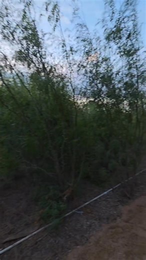 Cities around America need to start learning to use native plants as *infrastructure*, not just as horticultural filler. Mitigating flooding, reducing the heat Island effect caused by hundreds of square miles of asphalt that acts like a heat battery, creating habitat for cool birds and a more pleasant and humane landscape for people - native plants provide all these resources, and the natives do it best because they spent millions of years evolving on the land where they grow : the local environ