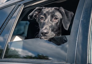 Hilarious Look on Black Labrador’s Face When Mom Starts Road Raging Is Cracking the Internet Up