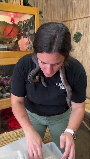 1.5M views · 11K reactions | Tiniest python ever lays eggs  #reels #animals #reptiles #eggs #snake #python #nature #wildlife #animallovers #reptilekeeper #reptilebreeder #zoo #cuteanimals #funnyanimals #TheReptileZoo | The Reptile Zoo | Facebook