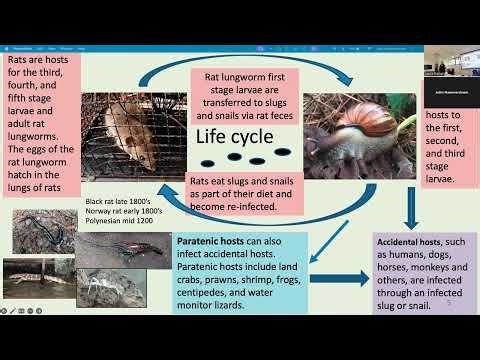 Rat Lung Worm - Dr. Sue Jarvi
