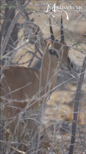 Steenbok in Etosha National Park, Namibia.