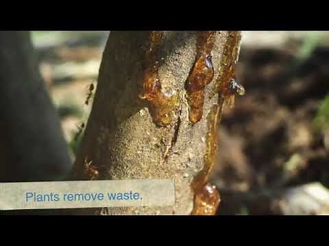 Identifying the characteristics of plants as living things