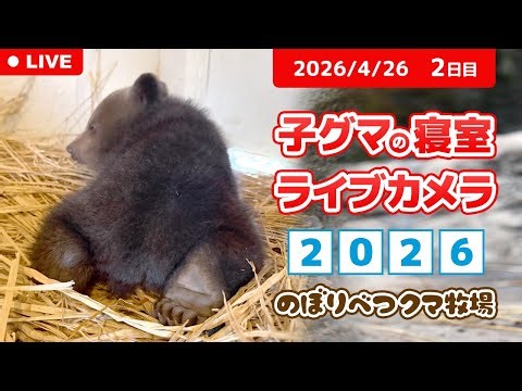 4月26日 子グマの寝室ライブカメラ のぼりべつクマ牧場