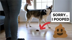 41K views · 2.4K reactions | THe Husky Moon was not happy with poop on the floor | The Husky Moon | Facebook