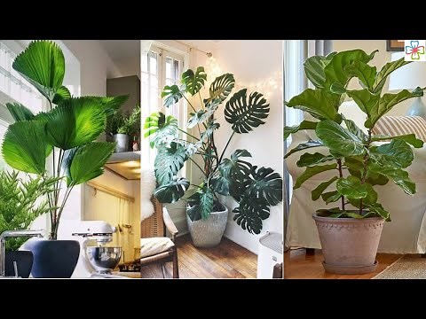 13 Stylish Houseplants with Big Leaves || Indoor Plants