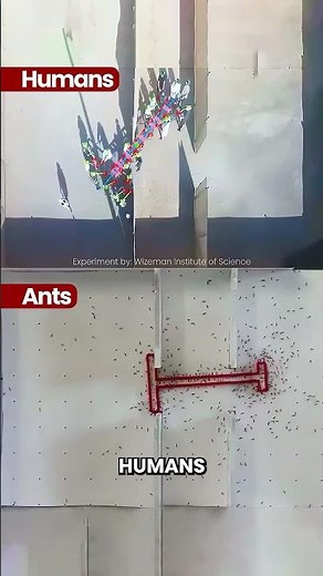 Ants Vs Humans: Problem Solving Skills 🧠