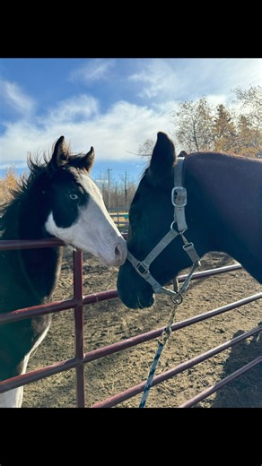 21K views · 830 reactions | Strait Cooke Countyto March 25th, 2003 -...