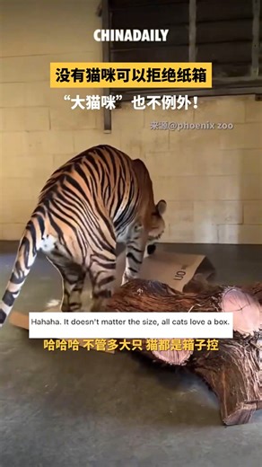 No cat can resist a cardboard box, and even the big "cat" is no exception.🤣🐯 #Tiger #FunMoment | China News 中国新闻网