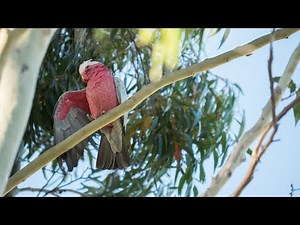 The SHOCKING Reason Why Galah Cockatoo Are So Playful and Social!