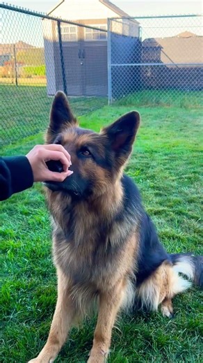 Training a German Shepherd Using ONLY Hand Signals#shorts #dog