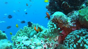 61K views · 1.6K reactions | Spearfishing Coral Trout, Spanish Mackerel & Crayfish from a perfect day on the Great Barrier Reef. We will start seeing more numbers and bigger Mackerel for the next few months in North Qld. They're definately one of our favorites, great fun no matter how you catch them, and beautiful eating. Watch the whole Episode on YouTube. | Back 2 Basics Adventures | Facebook