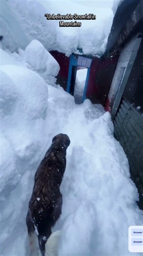 Text Overlay: "4 Feet Snow... but they never stop. ❄️🐕"