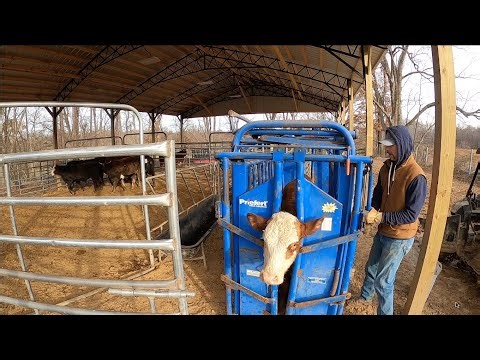 Banding big bulls & patching fences!