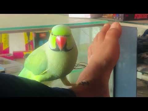 Amazing Talking Parrot | Smart & Funny Voice