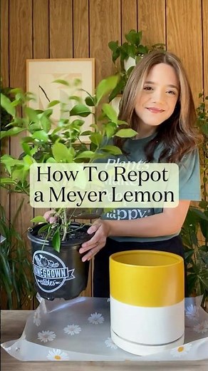 How To Repot a Meyer Lemon