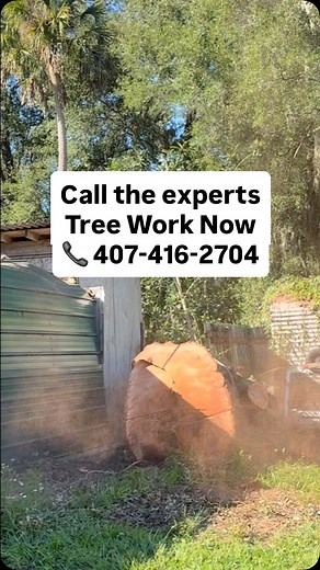 Dropped inches from the shed - not a scratch 💪🌳 Professional tree work done right Call Tree Work Now for safe removals 📞 407-416-2704 #safetreeremoval #treeexperts #centralflorida | TreeWorkNow.com