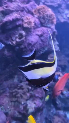 28 reactions | Did you know Moorish Idols are some of the smartest fish on Hawaiian reefs? 易  In fact, the only species that tested with a “higher fish IQ” was the Brown Surgeonfish. #nowyouknow #mauioceancenter #moorishidol #alohafriday #fishfriday #funfactfriday | Maui Ocean Center, The Aquarium of Hawaii | Facebook
