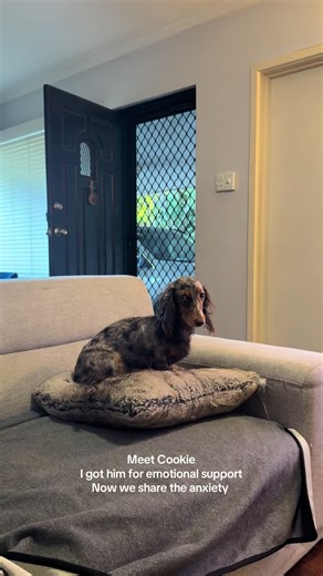 Same font, different species #sausagedog #minidaschund #doxiesoftiktok #doxie #sausagedogsoftiktok