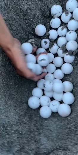 Ping pong balls😂 #seaturtle #eggs #PlayBall #FanArt #movinweightfishing #fyp