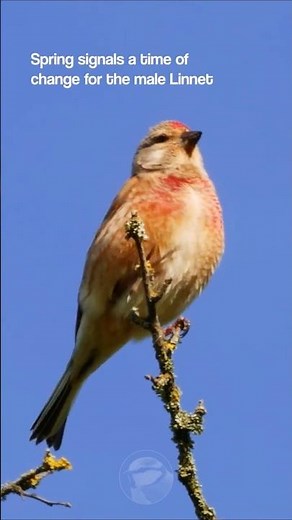 This bird's true colors were hiding all winter #birds #nature #facts