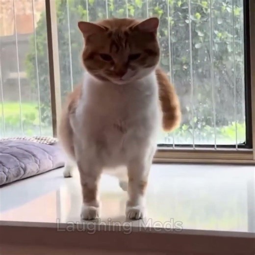 Cats Funny Playful Life 😂🤣 #funnycatvideos #catfunnyvideos #kucinglucu #catfunny #laughingmeds