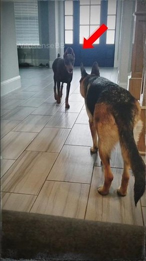 German Shepherd vs Doberman Who's the best Dog Guard?