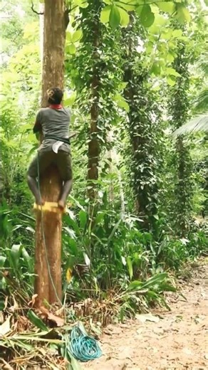 🌲💪 Extreme Tree Climbing Challenge No Fear! 🧗‍♂️🌟