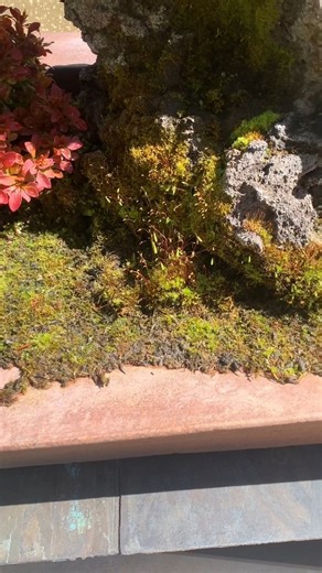 136K views · 15K reactions | Here is an update to our moss muck...
