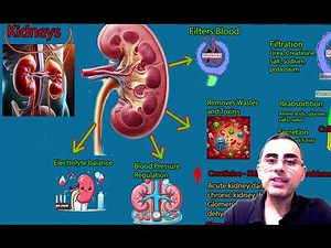 Kidney Tests and functions. How to determine if your kidney function is normal?