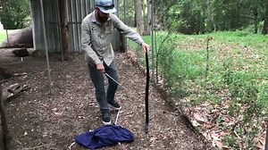 BLACK SNAKE vs RAT Check out this spectacle! I was lucky enough to be called out to witness this beautiful Red-bellied Black Snake in the process of consuming a large rodent that he had managed to subdue in a Kureelpa backyard. Unfortunately it seemed as though he had bitten off a little more than he could chew as after an hour and a half of watching him struggle he still had not managed to get past the back legs. I guess his eyes were a little bigger than his belly! Lockie | Sunshine Coast Snak