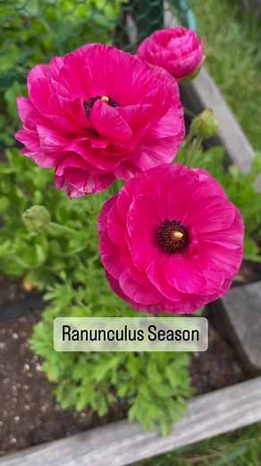 7.4K views · 226 reactions | Ranunculus season is here! This is one of my favorite spring flowers to grow. Gorgeous, cold tolerant, and the corms easily store for planting next season. #ranunculus #springflowers #springblooms #flowergarden #cutflowers | From Dream to Seed | Facebook
