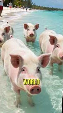 Meet the Swimming Pigs of Pig Beach in the Bahamas! #funfacts #facts #youtubeshorts #shorts